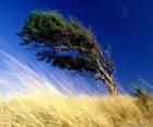 Ο ισχυρός άνεμος επισκέψεις δέντρο